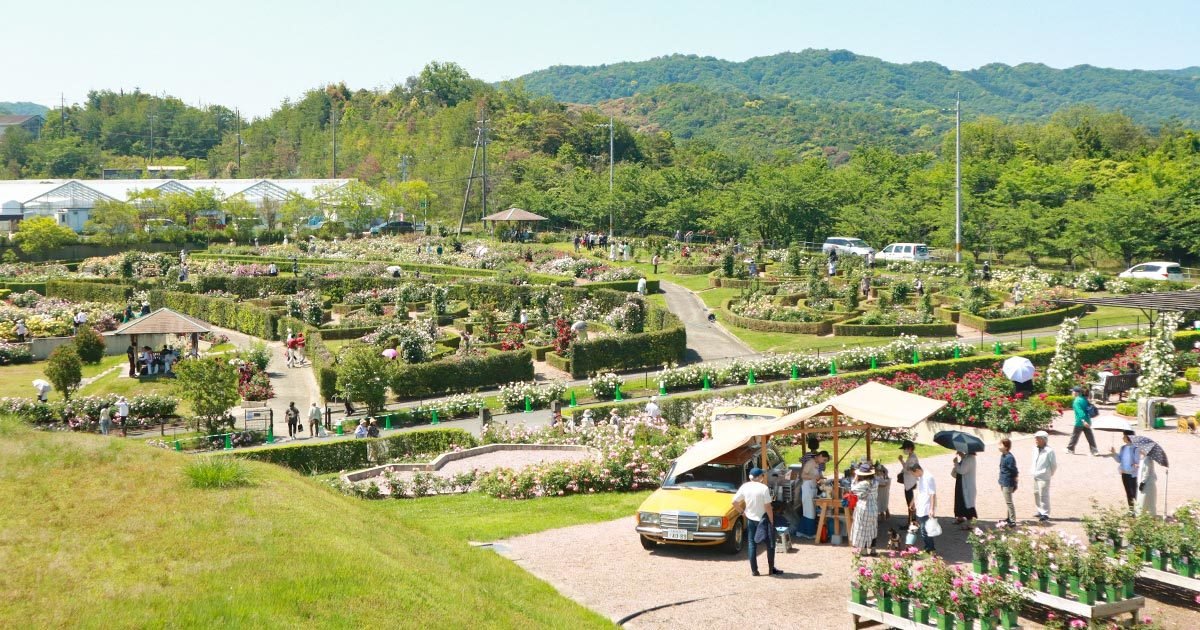 🌹 잉글리시 로즈 가든 (데이비드 오스틴 로지즈) 이미지 3